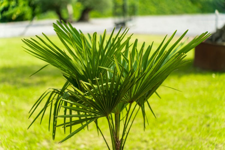 Hanfpalme mit fächerförmigen grünen Blättern in einem Garten.
