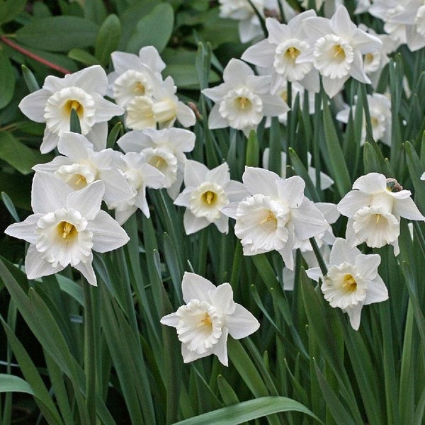 Nahaufnahme von weißen Narzissen im Garten.
