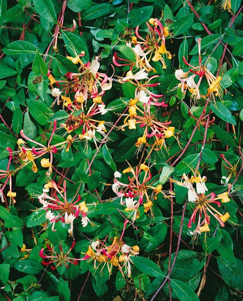 Lonicera periclymenum 'Serotina', Geißblatt, rot-gelb, 40–60 cm