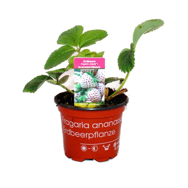 Weisse Ananas-Erdbeere Set mit 3 Pflanzen Fragaria Ausgefallene Sorte für Liebhaber des besonderen