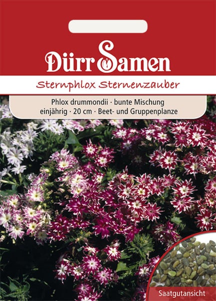 Samentüte Dürr Samen Sternphlox Sternenzauber, Phlox drummondii, bunte Mischung, einjährig, Wuchshöhe 20 Zentimeter.