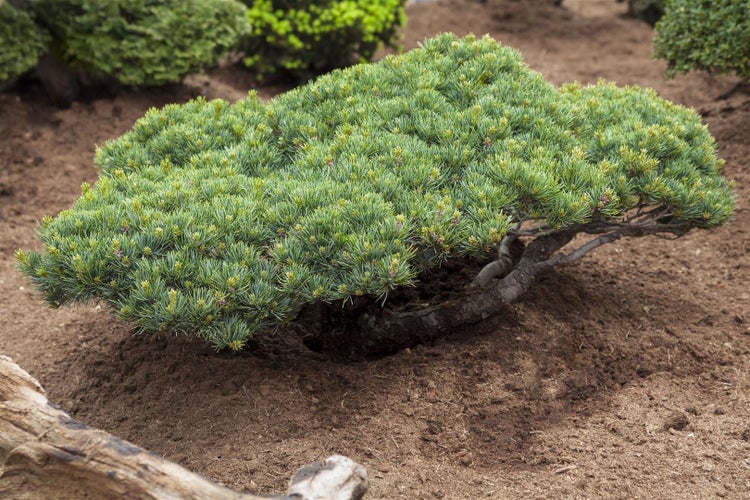 Kiefer Bonsai im Garten