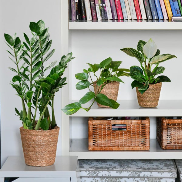 Bergpalme, Efeutute, Fensterblatt, Birken-Philodendron, Bogenhanf & Glücksfeder – 6er Box Zimmerpflanzen Starter-Set mit Übertöpfen - Höhe 20-70 cm - Töpfe ø 10,5-17 cm - Weiß-Natur Design