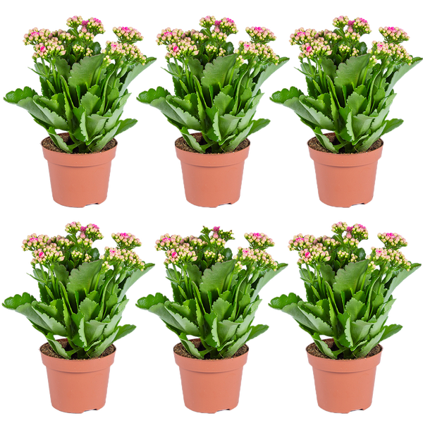 Sechs Kalanchoe-Pflanzen mit grünen Blättern und rosa Blütenknospen in braunen Töpfen.