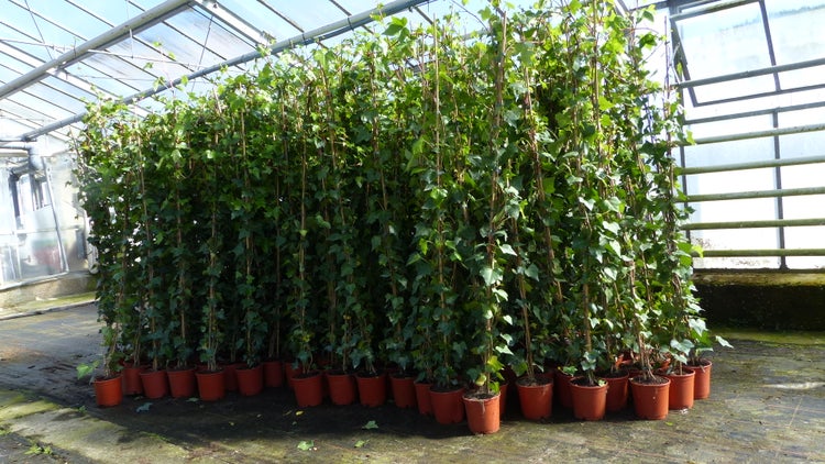 8 Stück Efeu Pflanze Hedera helix 180 - 200 cm Pyramide Säule winterhart Kletterpflanze Hecke Sichtschutz blickdicht