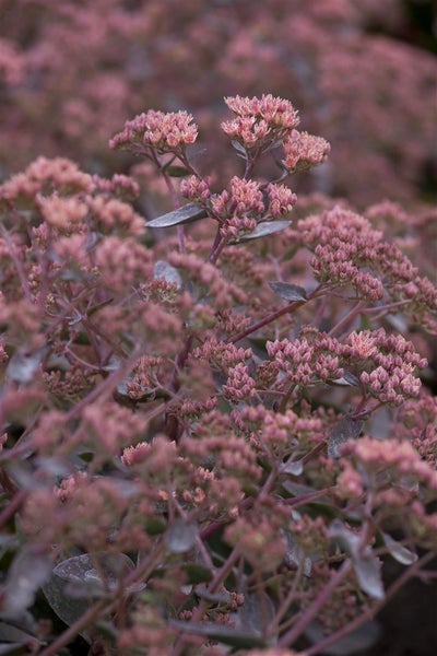 Sedum telephium, Fetthenne, ca. 9x9 cm Topf, sukkulent