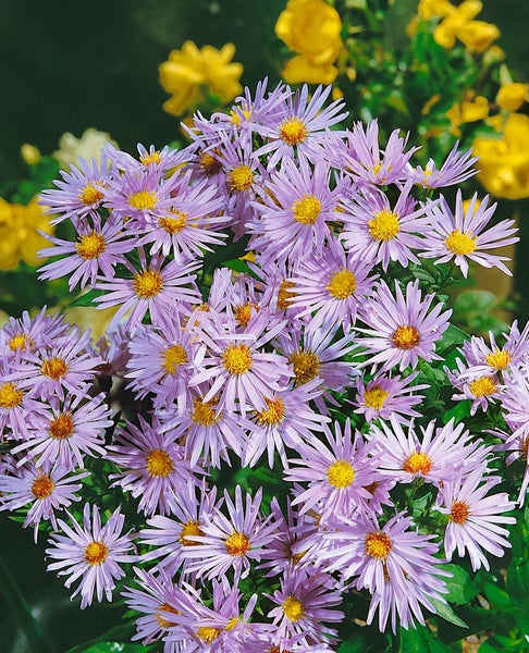 Aster dumosus 'Silberteppich', Kissen-Aster, silberweiß, ca. 9x9 cm Topf