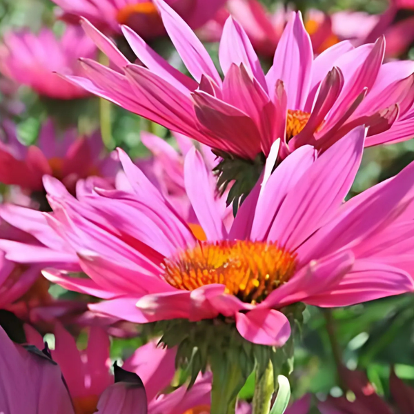 Nahaufnahme von rosafarbenen Rudbeckia-Blüten