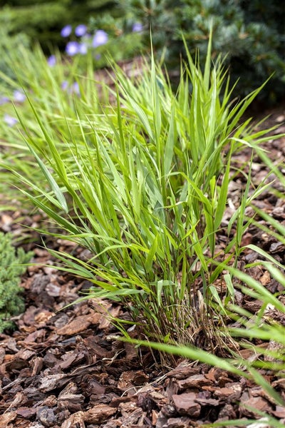 Hakonechloa macra, Japanisches Waldgras, ca. 9x9 cm Topf