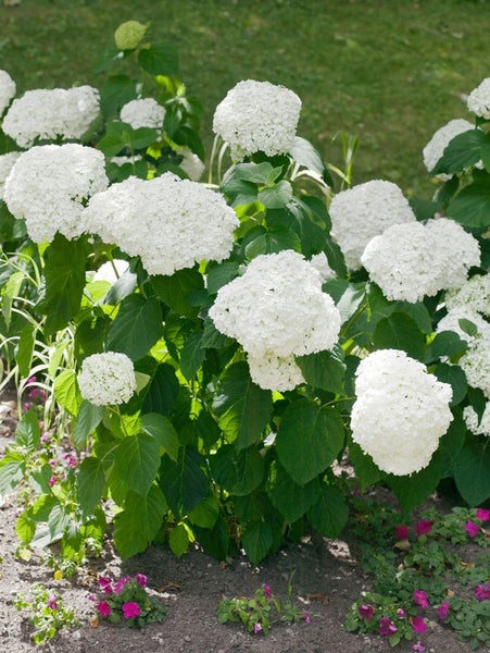 Hydrangea arborescens 'Strong Annabelle', Schneeballhortensie, weiß, 40–60 cm