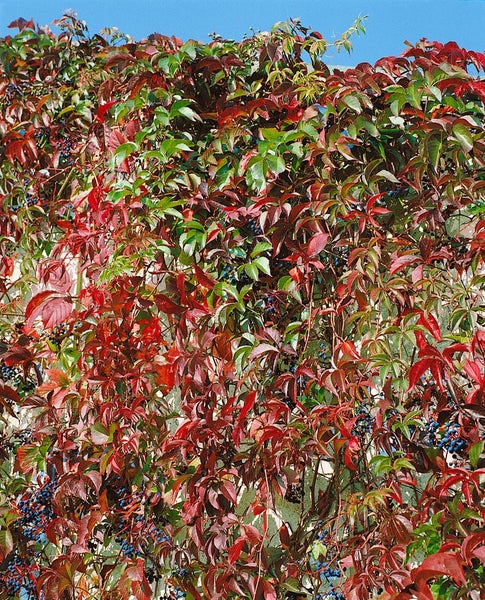 Parthenocissus quinquefolia 'Engelmannii', Wilder Wein, 100–150 cm