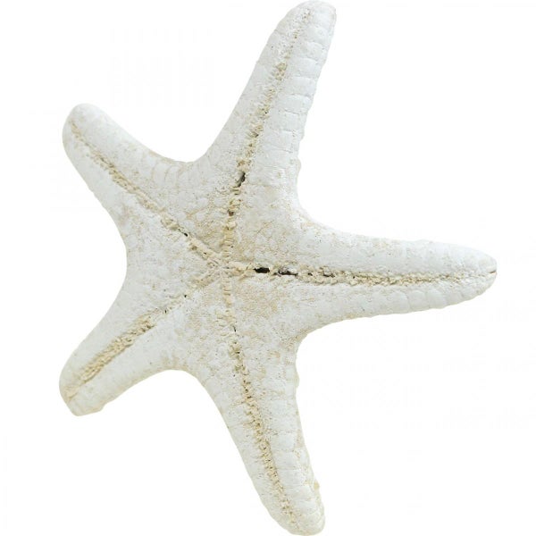 Dekorativer Seestern mit fünf Armen und strukturierter Oberfläche für maritime Dekorationen.
