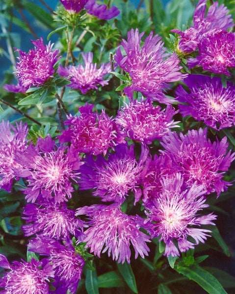 Nahaufnahme von lila Asterblüten