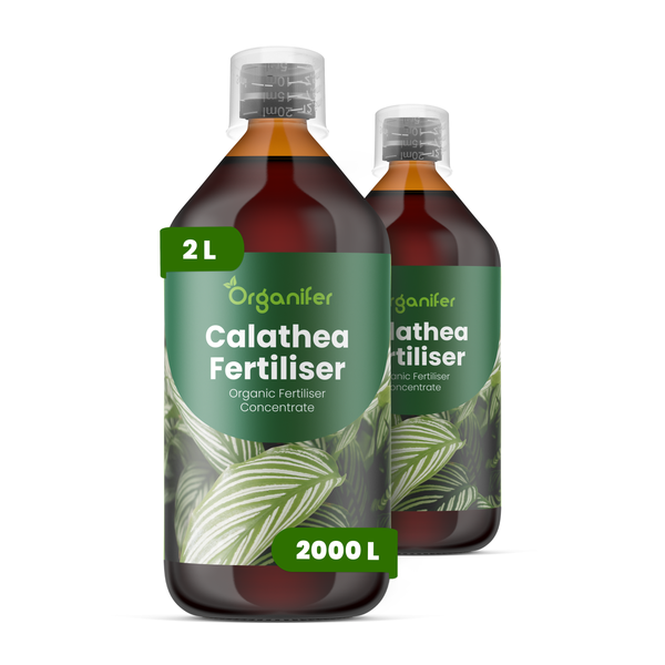 Organifer biologischer Calathea-Dünger Konzentrat, zwei 2-Liter-Flaschen mit Messkappe, ausreichend für 2000 Liter Gießwasser.