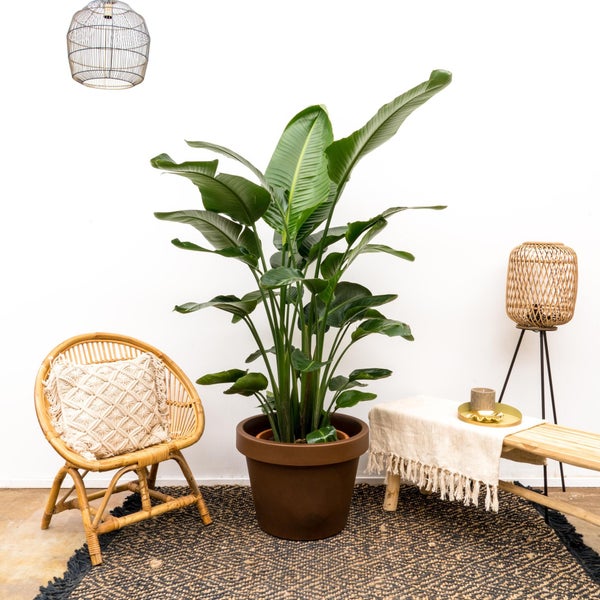 Paradiesvogelblume Nicolai de luxe XXL - 250cm - ø40