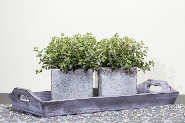 Origanum vulgare, Oregano, aromatisch, ca. 9x9 cm Topf