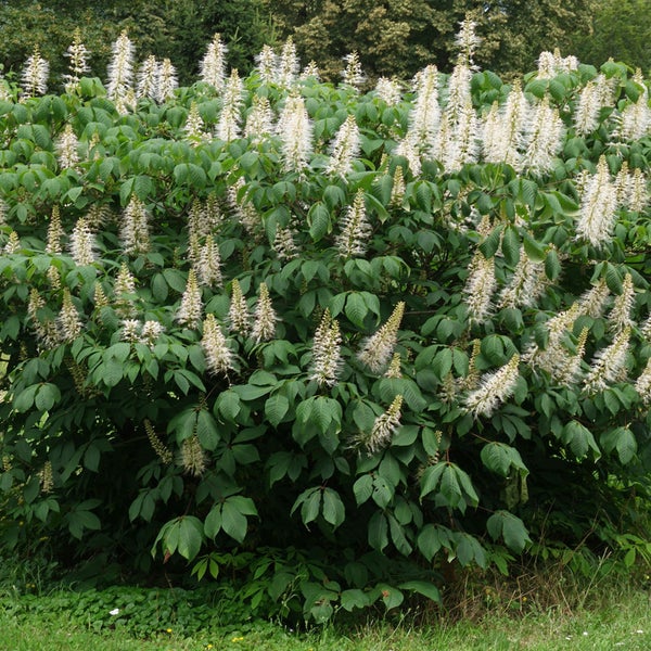 Blühender Strauch mit grünen Blättern und weißen Blütenständen.