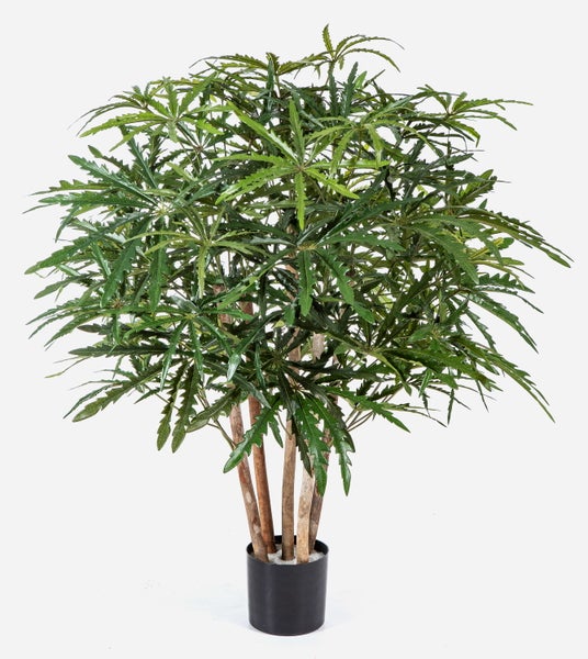 Künstliche Fingeraralie im schwarzen Topf mit fein gezackten grünen Blättern.