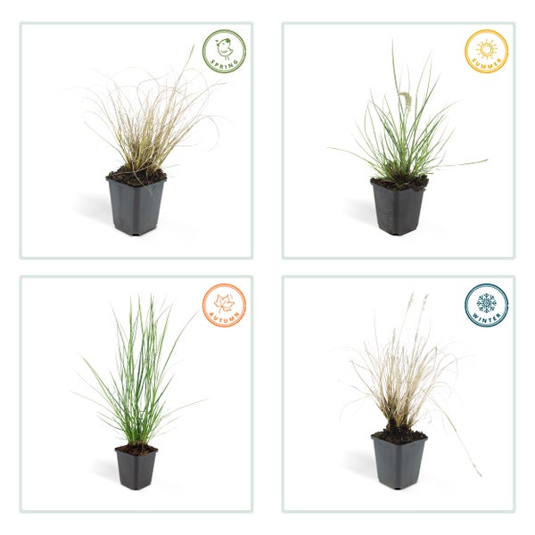 Lampenputzer-Gras - Pennisetum alopecuroides 'Hameln' - 9cm Topf - Set mit 6 Pflanzen