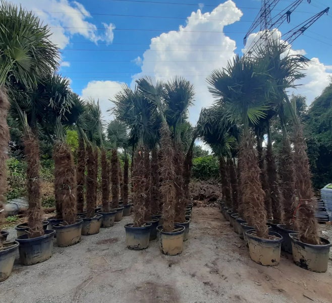 PALME TRACHYCARPUS FORTUNEI HÖHE 400CM Winterhärte: bis –19 °C