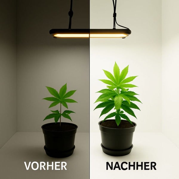 Vorher-Nachher-Vergleich einer Pflanze unter einer Pflanzenlampe