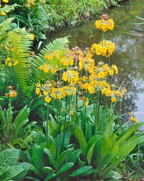 Primula bulleyana, Etagen-Primel, orange-gelb, ca. 9x9 cm Topf