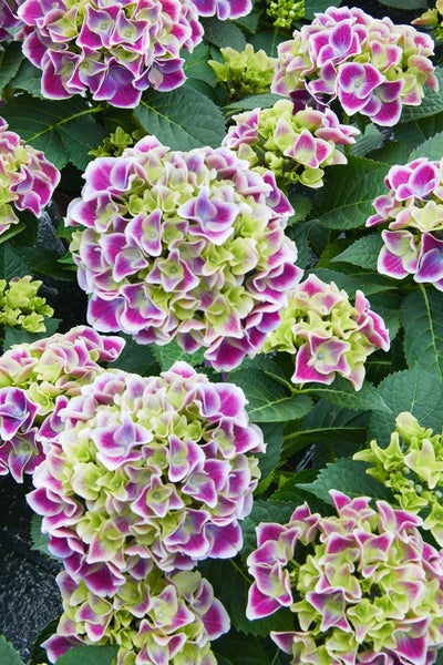 Nahaufnahme von Hortensienblüten mit Blättern