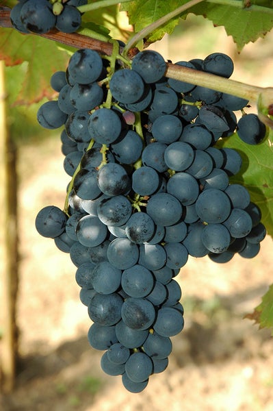 Eine große Traube dunkle Weintrauben an einem Weinstock im Weinberg.