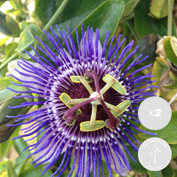 2x Passiflora Purple Haze – Passionsblume – Schlingpflanze – Pflegeleicht – ⌀15 cm – ↕60-70 cm