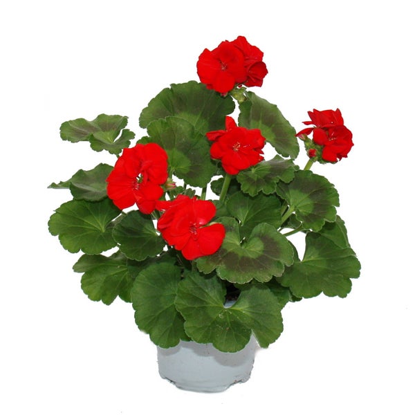 Geranien stehend - Pelargonium zonale - 12cm Topf - Set mit 3 Pflanzen - hellrot