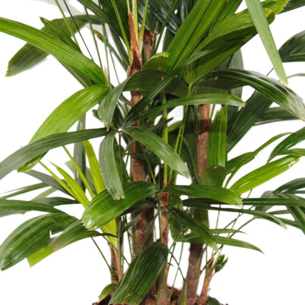 Steckenpalme - Rhapis excelsa - Bambuspalme - 21cm Topf - 80-100cm hoch