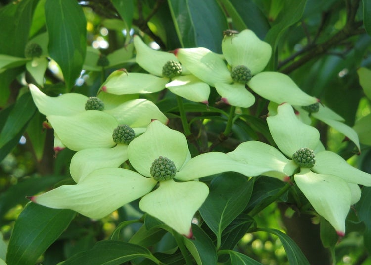 SAFLAX Garden to go - Asiatischer Blüten - Hartriegel - Cornus kousa var. chinensis - 30 Samen - Mit Topf, Klima - Deckel und Anzuchtsubstrat