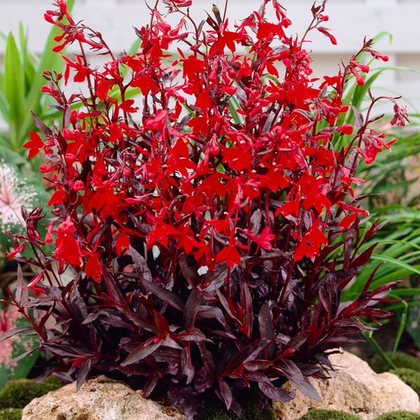 Lobelia cardinalis Queen Victoria mit roten Blüten und dunklem Laub in einem Steingarten.