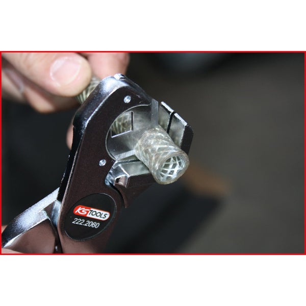 Jakobsleiter Pflanze in einem Topf mit blau-violetten Blüten