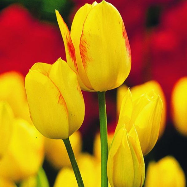 Gelbe Tulpen mit roten Akzenten
