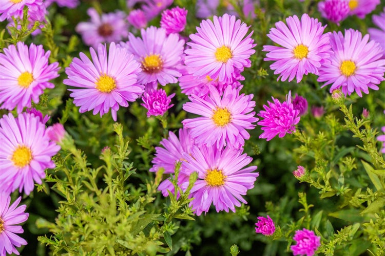 Aster dumosus 'Herbstgruß v.Bresserhof', Herbstaster, violett, ca. 9x9 cm Topf
