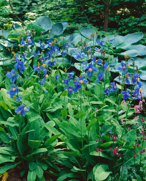 Meconopsis betonicifolia, Blauer Scheinmohn, ca. 9x9 cm Topf