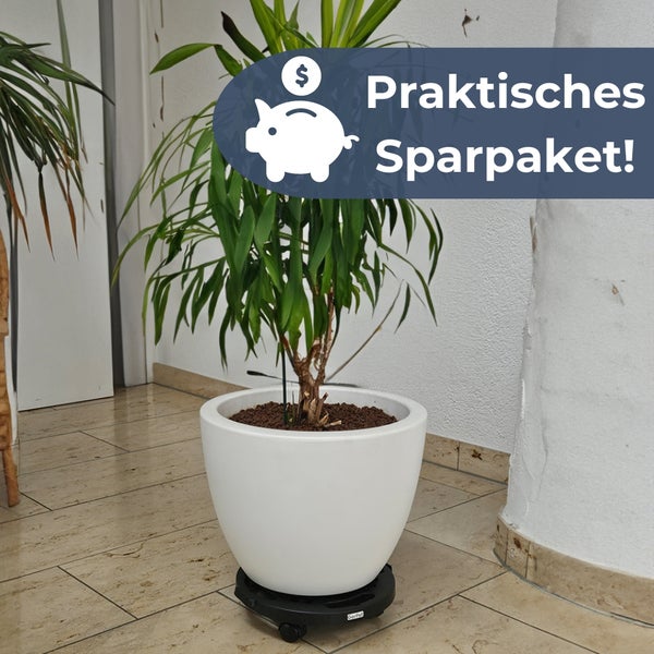 Zimmerpflanze im Topf mit Rollbrett und dem Hinweis Praktisches Sparpaket