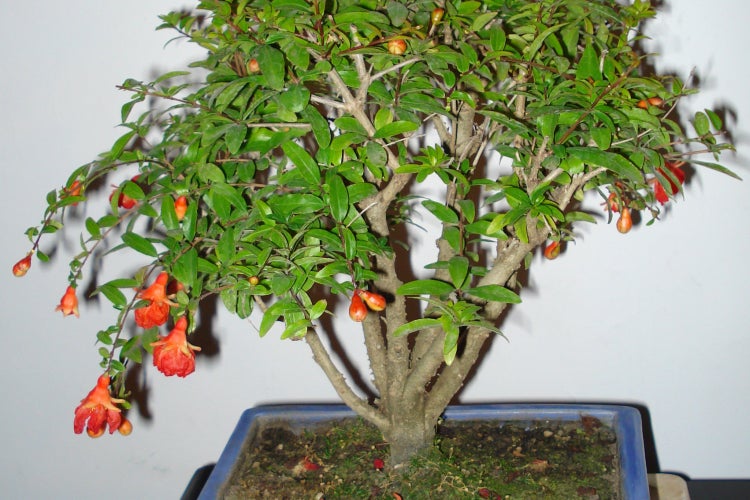 SAFLAX  - Zwerg-Granatapfel - Punica granatum nana - 50 Samen - Mit keimfreiem Anzuchtsubstrat