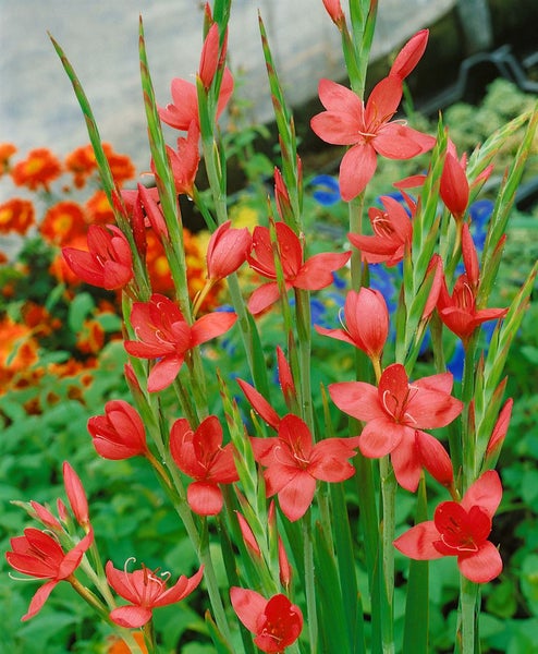 Montbretie mit roten Blüten im Garten.