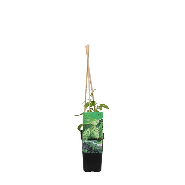 Bloomique – Humulus Lupulus – Hopfenpflanze – geeignet zum Bierbrauen – Kletterpflanzen – Gartenpflanzen – winterhart – Topf 15 cm – 70–80 cm hoch