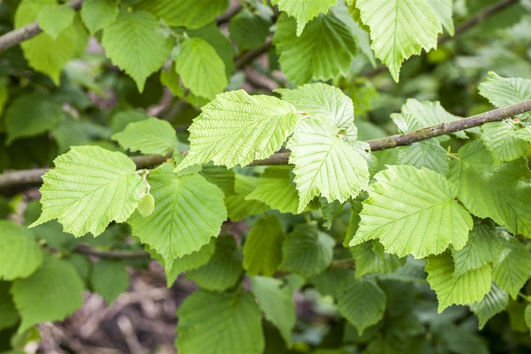 Corylus avellana 'Nottinghams Früheste', Haselnuss, 60–100 cm