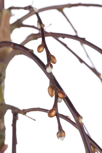 Salix caprea 'Pendula', Kätzchenweide, hängend, 150 cm Stammhöhe