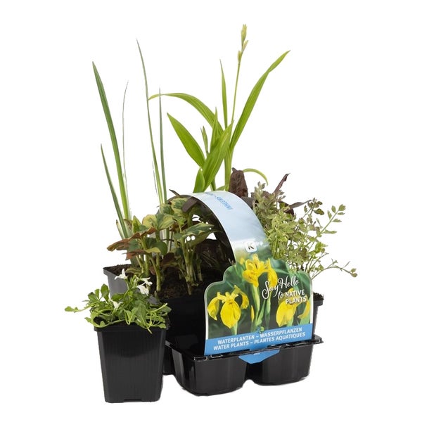 Bloomique - 6er Set - Heimische Teichpflanzen - Wasserpflanzen Miniteich - Zone 1 & 2 - Winterhart - Höhe 15-25 cm - Topf 9 cm