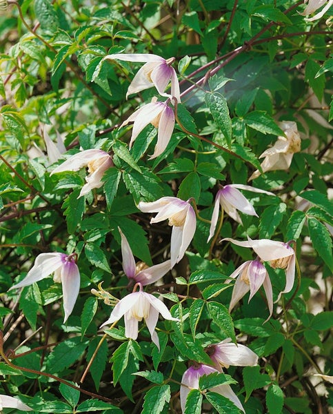 Clematis alpina 'Willy', Alpen-Waldrebe, rosa, 60–100 cm