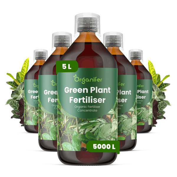 Organifer biologischer Grünpflanzendünger Konzentrat, Set mit fünf Flaschen zu je 5 Liter.