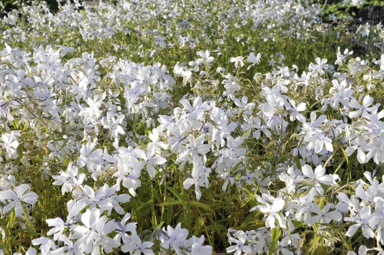 Phlox divaricata 'White Perfume', Duft-Phlox, weiß, ca. 9x9 cm Topf