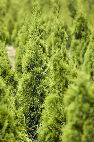 Thuja occidentalis 'Smaragd', Lebensbaum, immergrün, 60–80 cm