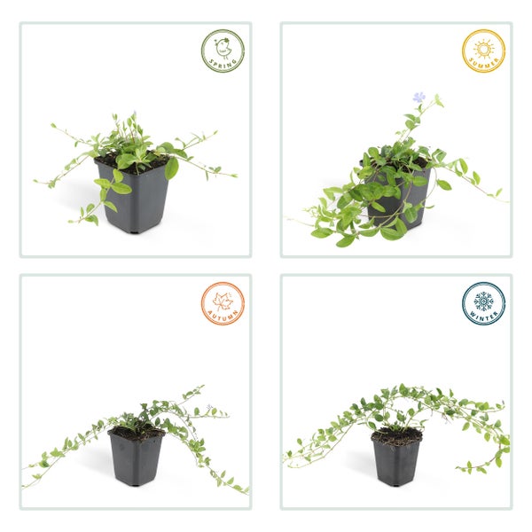 Bodendecker - Kleines Immergrün - Vinca minor - 9cm Topf - Set mit 12 Pflanzen