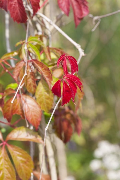 Parthenocissus quinquefolia 'Engelmannii', Wilder Wein, 80–100 cm